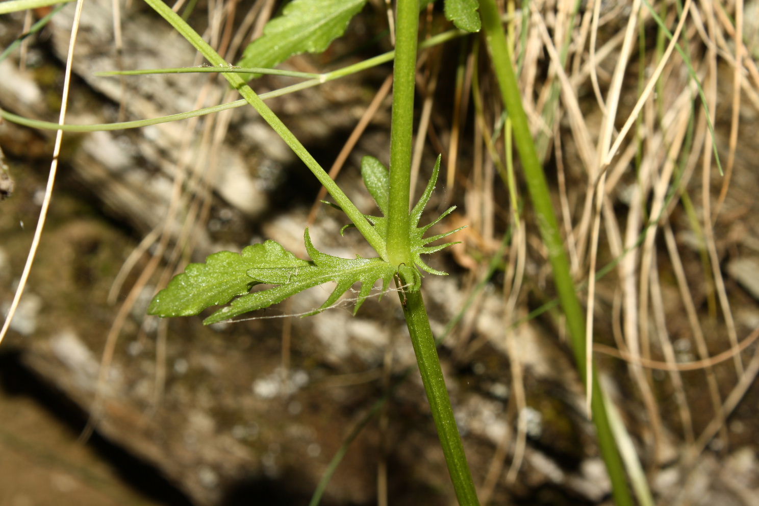 Apuane, Valle dellArnetola (LU) : Viola tricolor